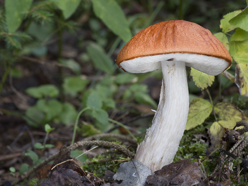 Leccinum rufum